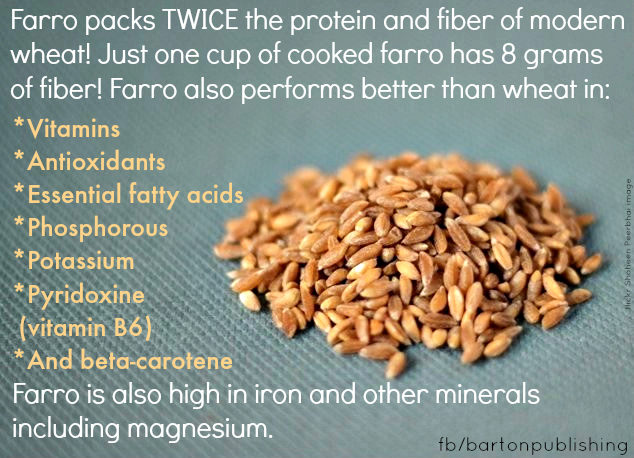 Farro: The Mother of All Wheat | Barton Publishing Blog